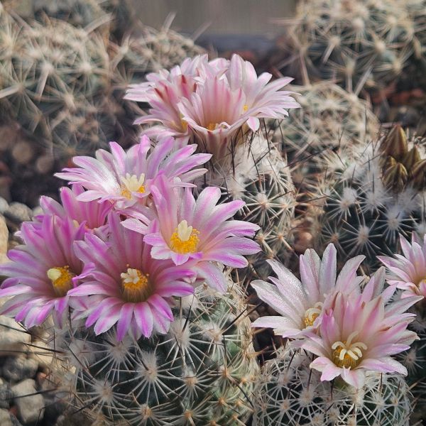 Turbinicarpus grzegorzii